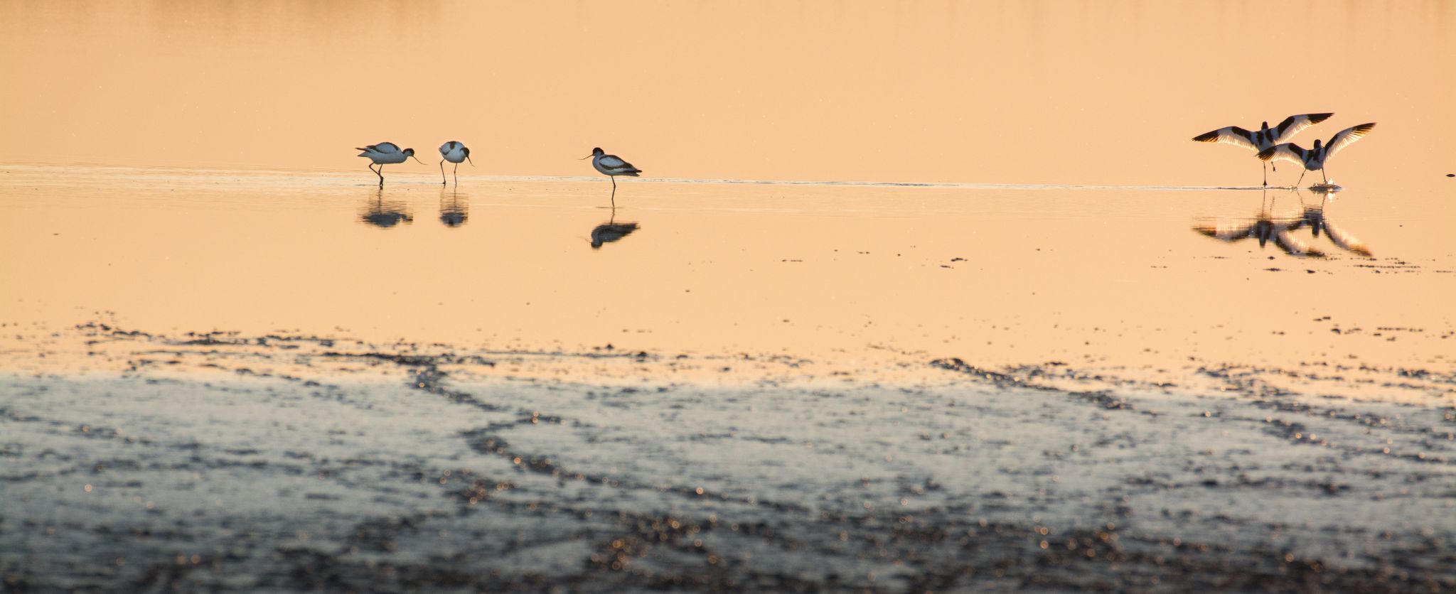 Säbelschnäbler Avocet (Recurvirostra avosetta)